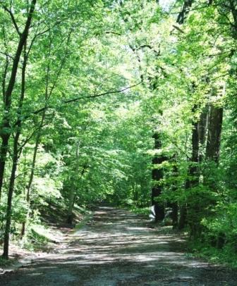 sunlit woodland